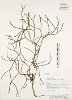 Phlegmariurus verticillatus