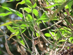 Coleotrype natalensis