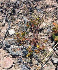 Rhynchopsidium sessiliflorum