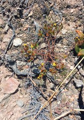 Rhynchopsidium sessiliflorum