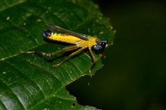 Eumastax