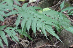 Pteris linearis