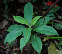 Habenaria pantlingiana