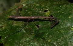 Macromusonia major