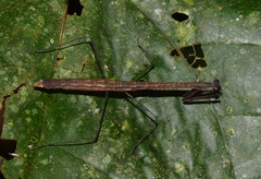 Macromusonia major