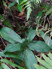 Habenaria pantlingiana
