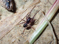 Corinnoidea