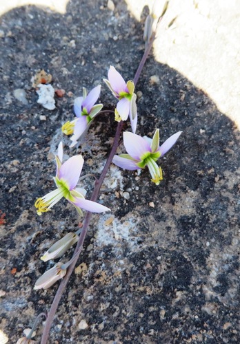 Image of Heliophila cornuta by (c) linkie, some rights reserved (CC BY)