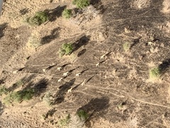 Giraffa camelopardalis antiquorum