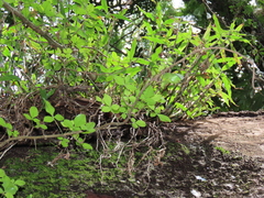 Coleotrype natalensis