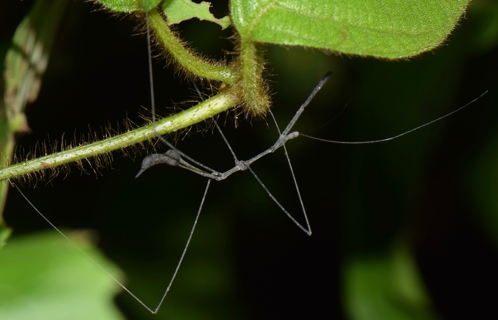 Ghilianella scimitarra