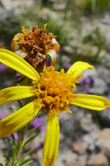 Senecio pinifolius