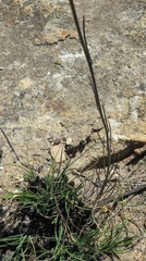 Heliophila cornuta squamata