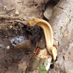 Macrotyphula contorta