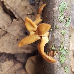 Macrotyphula contorta