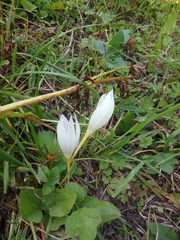 Crocus vallicola