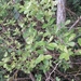 Salix atrocinerea atrocinerea - Photo (c) Judit Moreno,  זכויות יוצרים חלקיות (CC BY-NC), הועלה על ידי Judit Moreno