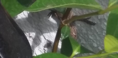 Sceloporus occidentalis