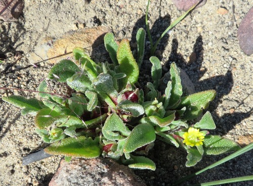 Image of Cleretum papulosum by (c) linkie, some rights reserved (CC BY)