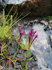 Thereianthus minutus