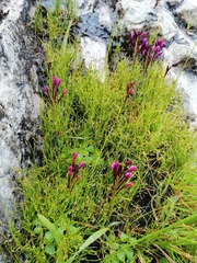 Thereianthus minutus