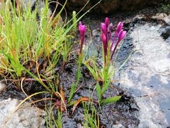 Thereianthus minutus
