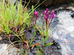 Thereianthus minutus