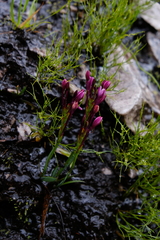 Thereianthus minutus