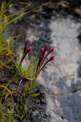 Thereianthus minutus