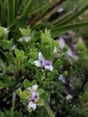 Psoralea obliqua