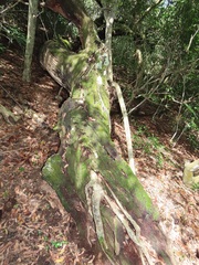 Ficus tremula