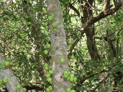 Ficus tremula