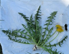 Taraxacum lacerifolium