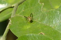 Ropalidia ornaticeps