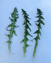 Taraxacum lacerifolium
