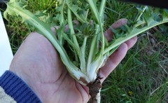 Taraxacum lacerifolium