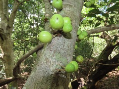 Ficus tremula