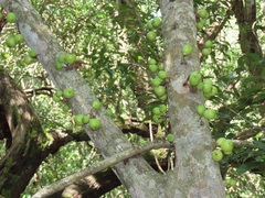 Ficus tremula