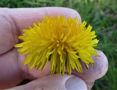 Taraxacum lacerifolium