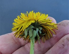 Taraxacum lacerifolium