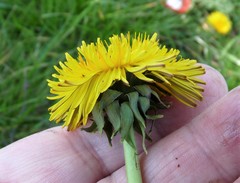 Taraxacum lacerifolium