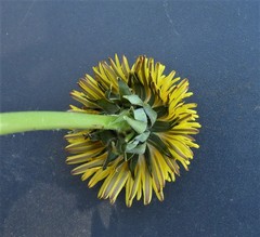Taraxacum lacerifolium