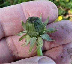 Taraxacum lacerifolium