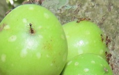 Ficus tremula