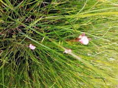 Disperis paludosa