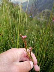 Disperis paludosa
