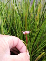 Disperis paludosa
