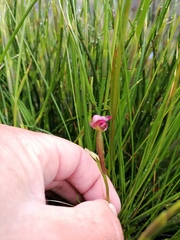 Disperis paludosa