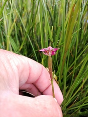 Disperis paludosa
