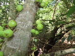 Ficus tremula